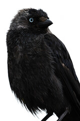 Western jackdaw