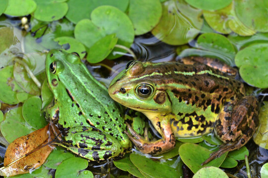 Detail portrait of frogs in the pond. Stock photo of animals in the nature habitat.