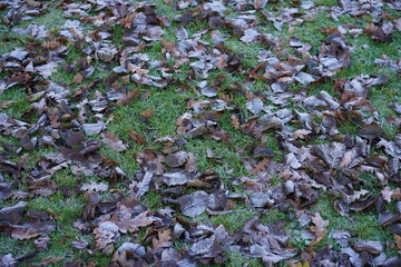 Winterliche, frostige Graslandschaft mit Laub
