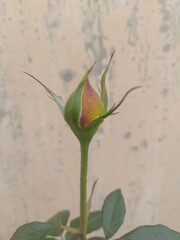 Yellow Rose Flower Buds
