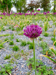 Fototapeta premium purple onion flower, Prague