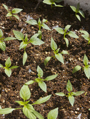 close up Pepper sprout in the soil.