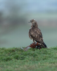 Common Buzzard perched on its prey (pheasant) on a grassy mound with countryside in the background.  
