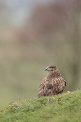 Common Buzzard stood on a grassy mound looking over its shoulder.  