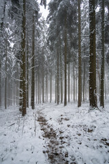 forest in winter