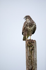 Common Buzzard perched on a fence post with pale blue sky in the background.  