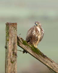 Common Buzzard perched on a fence with light green background.  