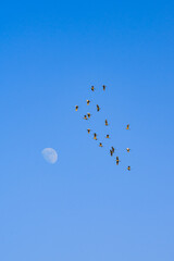 A group of geese flying over the moon in the blue sky