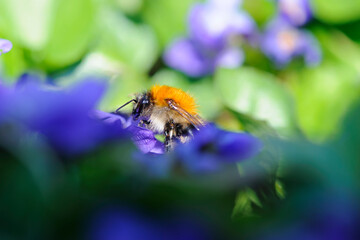 Macro photo, bumblebee. bumblebee head close-up, on a blurred blue-green background of flowers. spring species of insects in the meadow