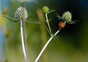 the beetle sits on a twig of a blue thorny Eryngium flower with a soft light green background. Shield bug, graphosoma lineatum, in a meadow on a sunny day. bright beetle on a thorny plant. close-up