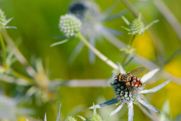 fly on a field plant. Eryngium planum, known as blue eryngo, or flat sea holly, is a species of flowering plant in the Apiaceae family. big fly close up, insect, parasite