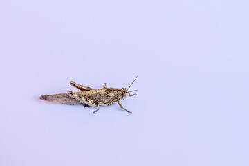 A grasshopper is isolated on a white background