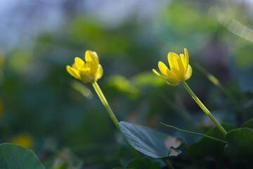 Yellow wildflowers close up. Buttercup. Spring landscape. Common buttercup, bright yellow, small...
