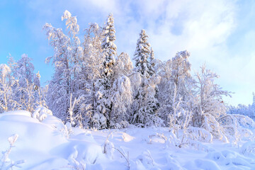  Beautiful winter view of a snowy forest.
