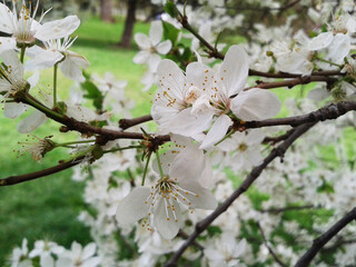 Obraz premium cherry blossom in spring white flowers summer day