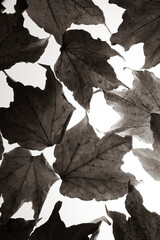 Autumn leaves in full light
