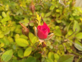 Red Rose Flower Buds