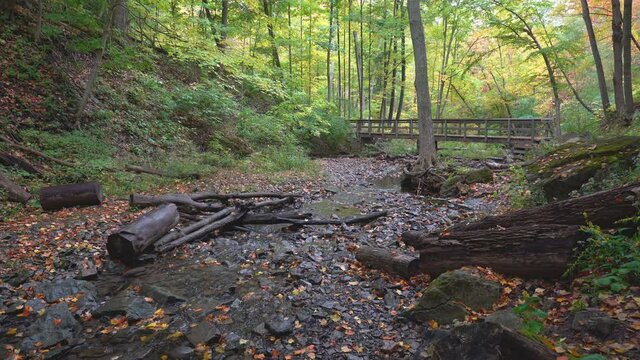 A wooden foot bridge spans a forest creek