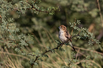Indian silverbill on a branch