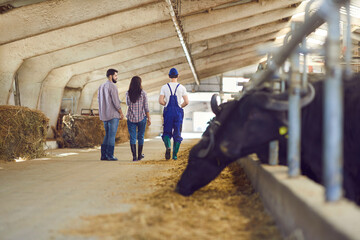 People warmers in uniform and rubber boots walking along stalls with cows and bulls