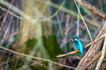 Female common kingfisher, alcedo atthis, perched on winter branches