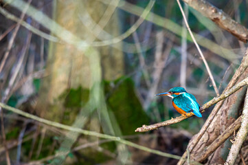 Female common kingfisher, alcedo atthis, perched on winter branches