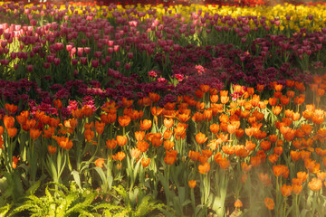 Orange, red, purple and yellow tulip flower in tulips field.