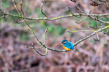 Female common kingfisher, alcedo atthis, perched on winter branches
