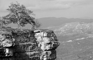 tree in the mountains