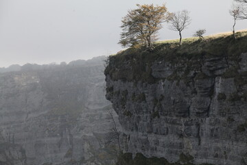 tree in the mountains