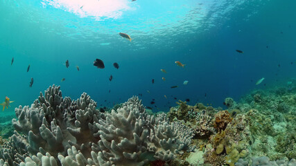 Naklejka na ściany i meble Reef coral scene. Colourful underwater seascape. Beautiful soft coral. Sea coral reef. Philippines.