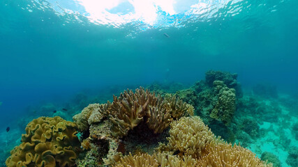 Reef Coral Scene. Tropical underwater sea fish. Hard and soft corals, underwater landscape. Philippines.