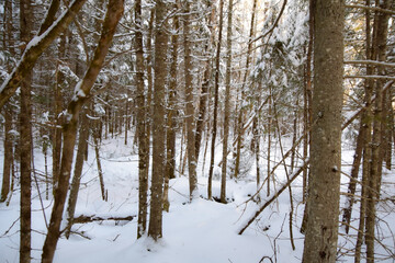 Fototapeta premium frozen tree in the cold canadian winter
