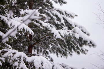 snow covered trees