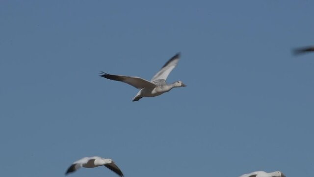 Flock of  white snow geese flying through the blue sky and honking in the North America Central Flyway.