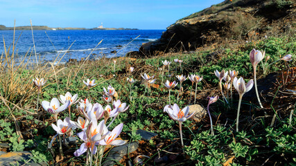 Flores de azafran en el Cami de Cavalls Menorca