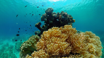 Naklejka na ściany i meble Colorful tropical coral reef. Hard and soft corals, underwater landscape. Travel vacation concept. Philippines.