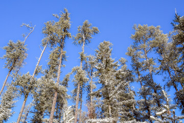 frozen tree in the cold canadian winter
