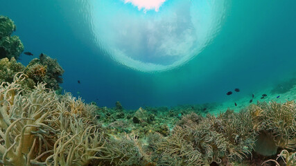 Fototapeta na wymiar Colourful tropical coral reef. Scene reef. Marine life sea world. Philippines.