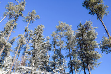 frozen tree in the cold canadian winter