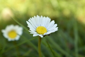 daisy in the grass