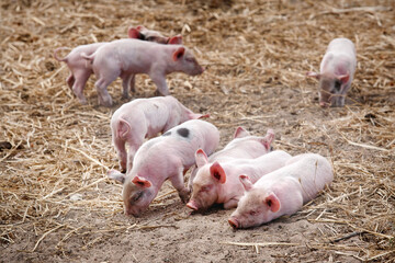Cute litter of pink piglets on a farm in Sardinia island, Italy, Europe. © Francesca