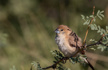 closeup of little Indian silverbill  on a branch