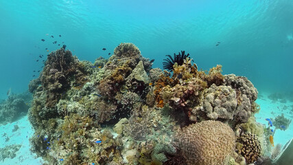 Naklejka na ściany i meble Tropical coral reef seascape with fishes, hard and soft corals. Underwater video. Philippines.