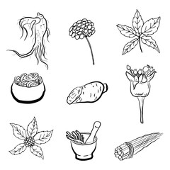 Drawing of leaves and root of ginseng. Ginseng root and berry vector drawing. A sketch of a medicinal plant. Linear graphic design. 