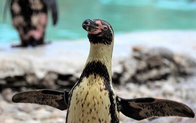 Funny humboldt penguin waves and flaps on rocks by water