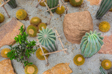Cactus displayed in the garden of many colors