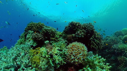 Underwater fish reef marine. Tropical colourful underwater seascape. Philippines.