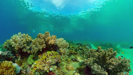 Naklejka na ściany i meble Tropical colourful underwater seascape.The underwater world with colored fish and a coral reef. Philippines.