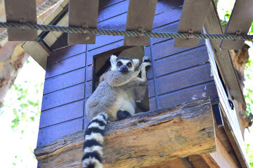 Fototapeta premium Lemur at The Public Zoo Thailand